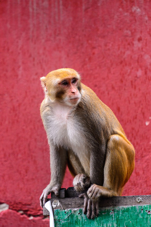 Burmese monkey in Myanmarの写真素材