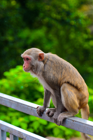 Burmese monkey in Myanmar