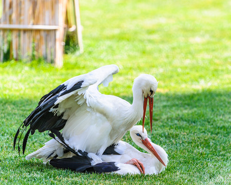 Close up of a cute lovely couple of storksの写真素材