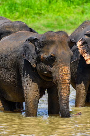 Asian elephant drinks water in Pinnawala Orphanage,  Wilpattu National Park, Sri Lankaの写真素材