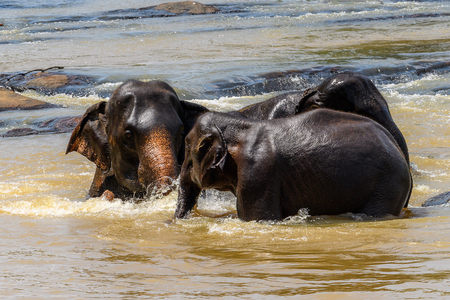 Asian elephant bathing in Pinnawala Orphanage,  Wilpattu National Park, Sri Lankaの写真素材