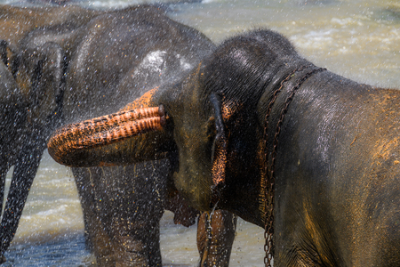 Asian elephant in Pinnawala Orphanage,  Wilpattu National Park, Sri Lankaの写真素材