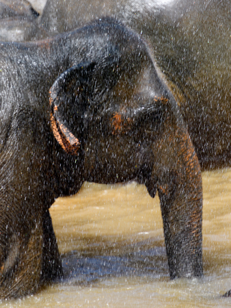 Asian elephant in Pinnawala Orphanage,  Wilpattu National Park, Sri Lankaの写真素材