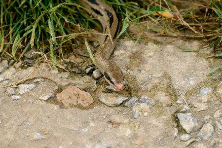 TA PHIN, LAO CAI, VIETNAM - SEP 21: Ta Phin village is famous because of the minority ethnic group of Red Dao people who live hereのeditorial素材