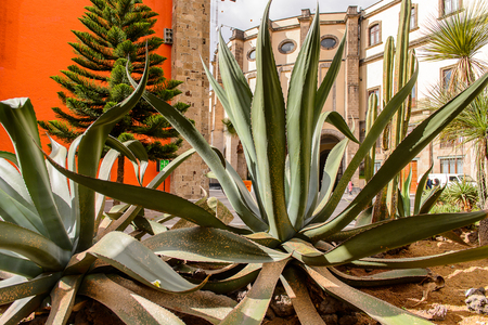 MEXICO CITY, MEX - OCT 27, 2016: Plants in the yard of the National Palace (Palacio Nacional), seat of the federal executive in Mexico Cityのeditorial素材