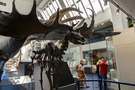 LONDON, ENGLAND - JUL 23, 2016: Zoological part of the Natural History Museum (1881), Exhibition Road, South Kensingtonのeditorial素材