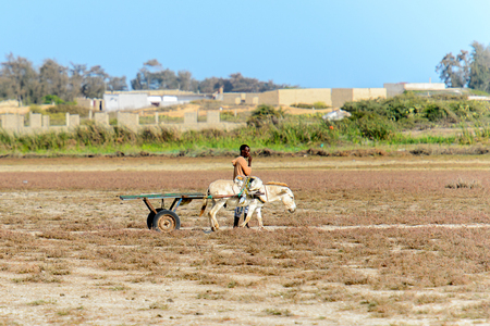 KAYAR, SENEGAL - APR 27, 2017: Unidentified Senegalese man walks near the donkey which pulls a cart in a beautiful village near Kayar, Senegalのeditorial素材