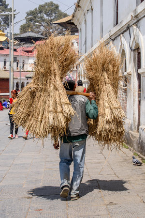 KATMANDU, NEPAL - MAR 6, 2017: Unidentified Chhetri man carries a hay. Chhetris is the most populous ethnic group of Nepalのeditorial素材