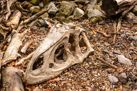 BRATISLAVA, SLOVAKIA - OCT 18, 2015: Chasmosaurus in the DinoPark in Bratislava, Slovakia. One f the popular attections in Bratislava, Slovakia.のeditorial素材