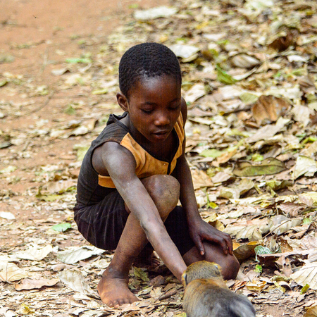 BOABENG, GHANA - JAN 15, 2017: Unidentified Ghanaian boy feeds a monkey in the local village. Ghana...