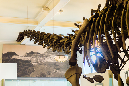 NEW YORK, USA - OCT 8, 2015: Dinosaur skeleton at the American museum of Natural History (AMNH). It is one of the the largest museums in the world.  Upper West Side of Manhattan, Central Park West, NYのeditorial素材