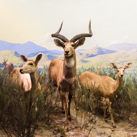 NEW YORK, USA - SEP 22, 2015: Antelope model at the American museum of Natural History (AMNH). It is one of the the largest museums in the world.のeditorial素材