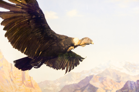 NEW YORK, USA - SEP 22, 2015: Vulture model at the American museum of Natural History (AMNH). It is one of the the largest museums in the world.のeditorial素材