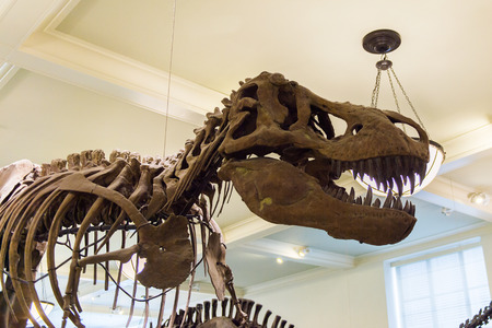 NEW YORK, USA - OCT 8, 2015: Tyrannosaur skeleton at the American museum of Natural History (AMNH). It is one of the the largest museums in the world.  Upper West Side of Manhattan, NYのeditorial素材