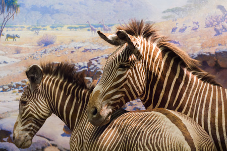 NEW YORK, USA - SEP 22, 2015: American museum of Natural History (AMNH). It is one of the the largest museums in the world.のeditorial素材