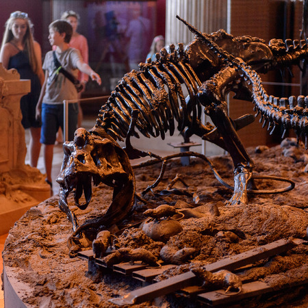 MONACO-VILLE, MONACO - AUG 13, 2017: Skeletons in the Oceanographic Museum dedecated to the marine sciences, opened in 1910のeditorial素材