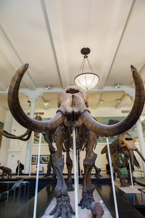 NEW YORK, USA - OCT 8, 2015: Mammoth skeleton at the American museum of Natural History (AMNH). It is one of the the largest museums in the world. Upper West Side of Manhattan, Central Park West, NYのeditorial素材