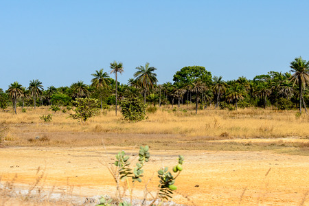 Nature of Senegal, Africaの写真素材