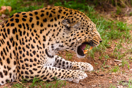 Leopard close up at the Naankuse Wildlife Sanctuary, Namibia, Africaの写真素材