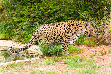 Leopard close up at the Naankuse Wildlife Sanctuary, Namibia, Africaの写真素材