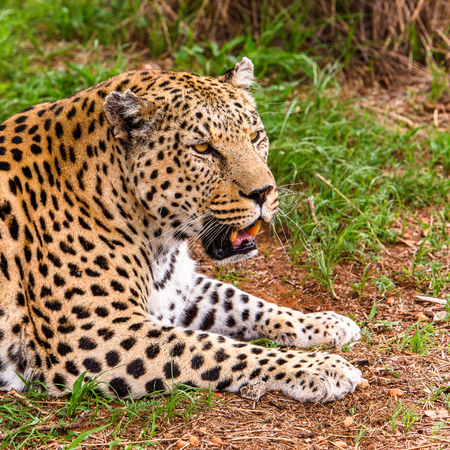 Portrait of beautiful Leopard at the Naankuse Wildlife Sanctuary, Namibia, Africaの写真素材