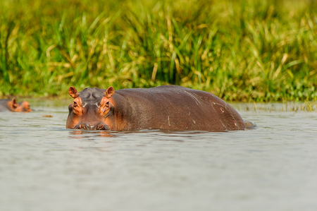 Hippopotamus in the river in Uganda, Africaの写真素材