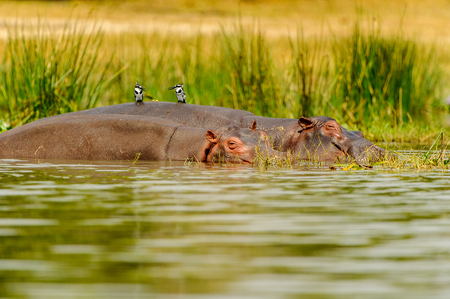 Hippopotamus in the river in Uganda, Africaの写真素材