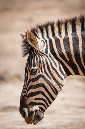 Zebra in South Africaの写真素材