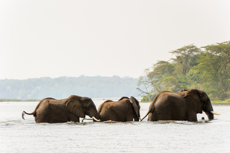 Elephants in Africa, Ugandaの写真素材