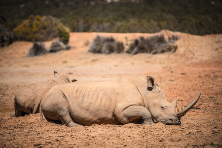 Rhinocero on the ground in South Africaの写真素材