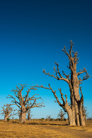 Baobab tree in Africa, Senegalの写真素材