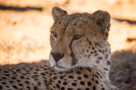 Leopard in South Africaの写真素材