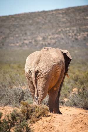 Elephant in South Africaの写真素材