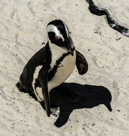 Pengin runsの写真素材