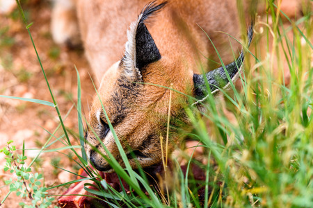 Caracal eating meat at the Naankuse Wildlife Sanctuary, Namibia, Africaの写真素材