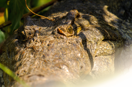 Crocodile in Uganda, Africaの写真素材