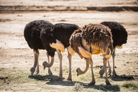 Ostrich in South Africaの写真素材