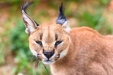 Caracal at the Naankuse Wildlife Sanctuary, Namibia, Africaの写真素材