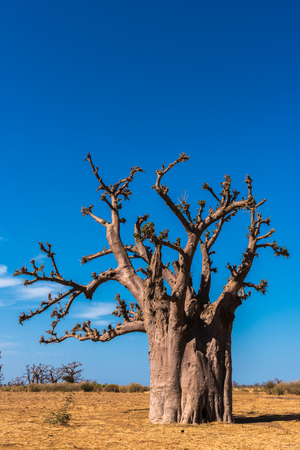 Dry baobab tree in Africaの写真素材