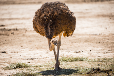 Ostrich in South Africaの写真素材