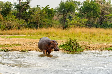 Hippopotamus in Uganda, Africaの写真素材