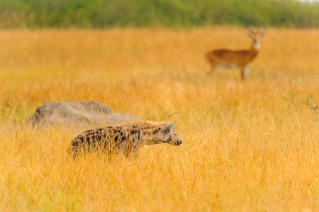 African spot hyena in Ugandaの写真素材