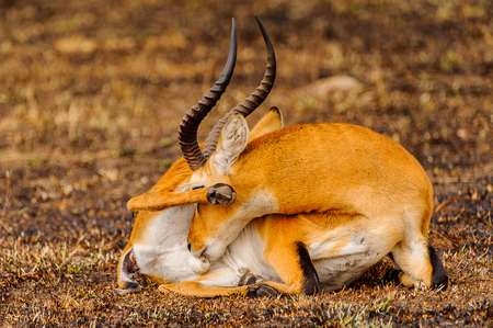 African antelope in Ugandaの写真素材