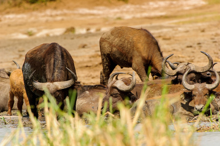 Buffalo in Uganda, Africaの写真素材