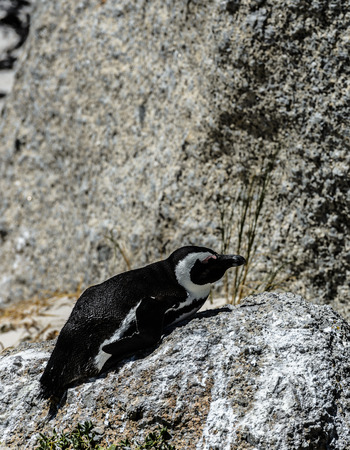 Magellanic penguin on a rockの写真素材