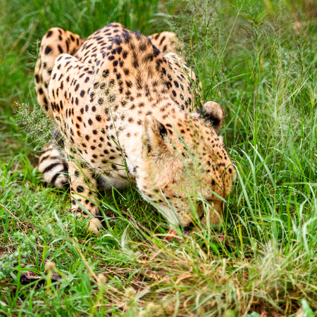 Close up of a Cheetah at the Naankuse Wildlife Sanctuary, Namibia, Africaの写真素材