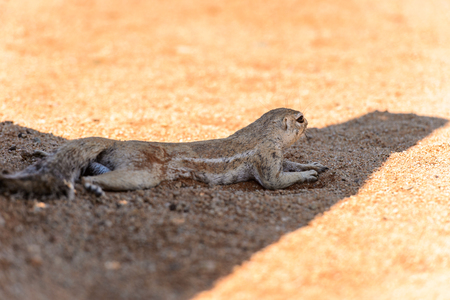 Meerkat close view in Namibiaの写真素材