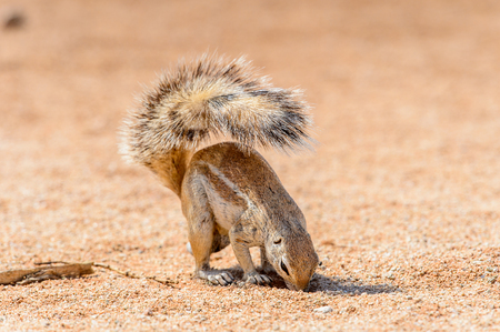 Meerkat close view in Namibiaの写真素材