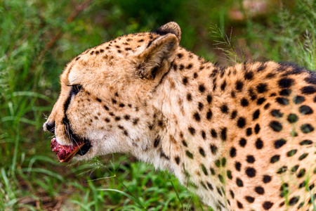 Cheetah at the Naankuse Wildlife Sanctuary, Namibia, Africaの写真素材
