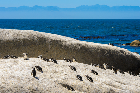 Rock full with penguins in front of the skyの写真素材